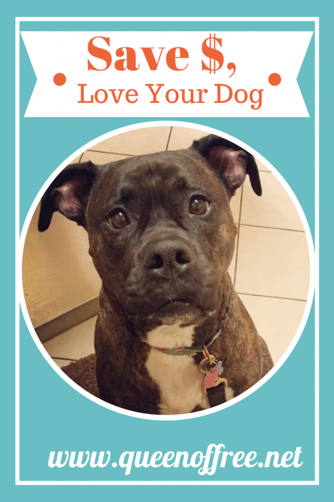 Caring for your dog doesn't have to cost a bundle! These practical tips will help your love your pup without breaking the bank